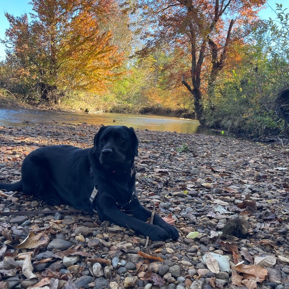 My closet is worth checking out! I spy 🦋! Read below.🐾 - Picture 6 of 7